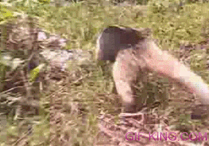 anteater stops camera chase no more