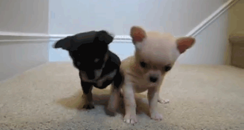 tiny dogs