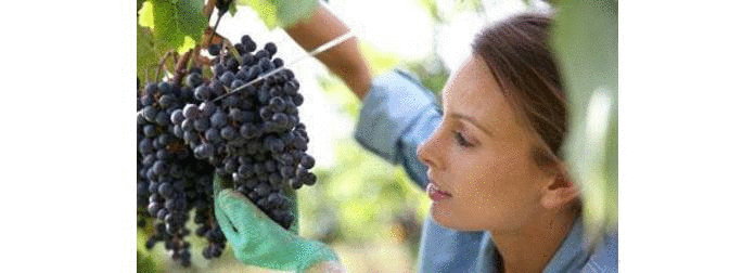 Stainless Steel Bars