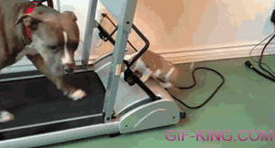 Puppy Tries To Treadmill