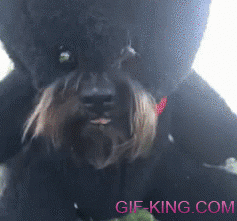 Dog Wears Funny Bear Costume