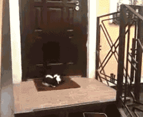 Door Cat is Doing a Great Job