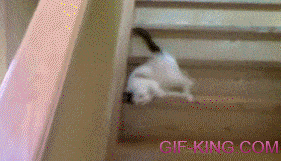 Cat Sliding Down Stairs