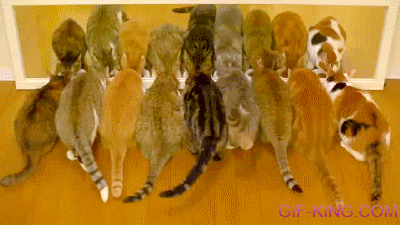 9 Cats In The Mirror