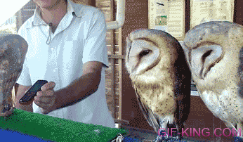 Hilarious Owls Dance When They Hear Music