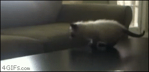 Kitten Jump Fail