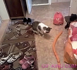 Cat vs Long Skinny Balloon