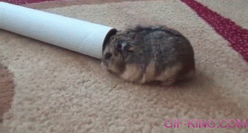Hamster Doesn't Fit