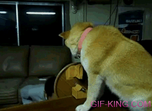 Dog Doesn't Want To Kiss