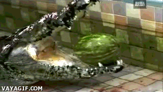 Crocodile chomps watermelon in slow motion