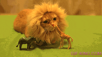 Cat Lion Takes Down a Giraffe