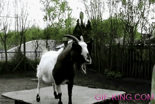 Goat Plays Headbutt Catch With Owner