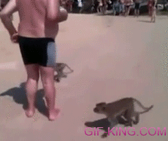 Old Man Gets Pantsed by Naughty Monkeys
