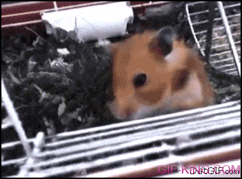 Something Is Wrong With This Hamster
