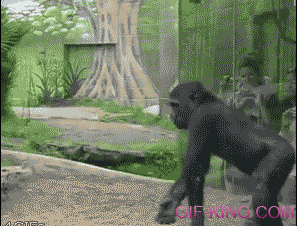 Gorilla chastises son