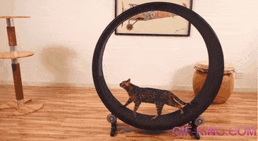Hamster Wheel For Cats
