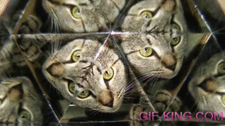 Cat Kaleidoscope
