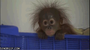 Tiny baby orangutan
