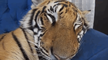 tiger nap wakes up