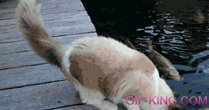 cat petting koi fish