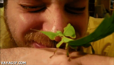 happy guy with mantis