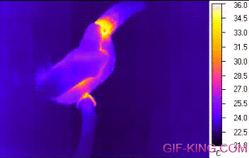 Toucan Releases Heat Using Its Beak To Cool Itself Off