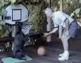 Amazing Basketball Dog