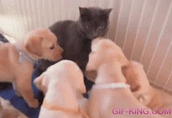 cat surrounded by a bunch of puppies