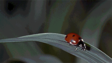 ladybug and water drop