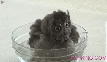 Owl Cool Off
