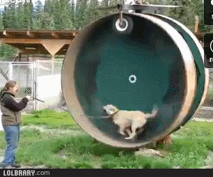 Dog in a Giant Hamster Wheel