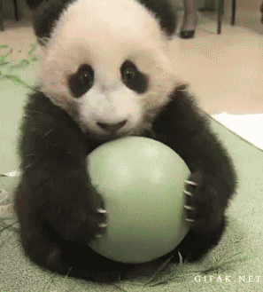 Panda playing with ball