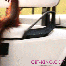 Baby Orangutan Driving A Golf Cart