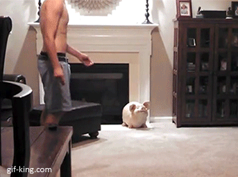 kitten bounces off guys butt while working out