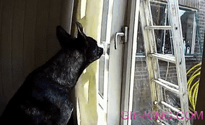 Clever Dog Unlocking Window And Going Outside