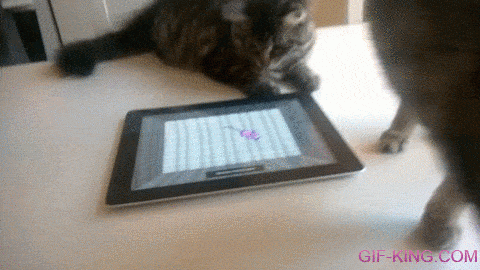 cat playing on iPad... and fail