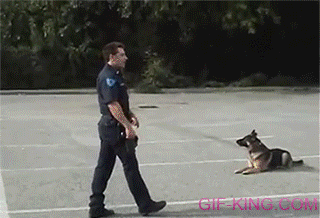 Police dog gets in police car