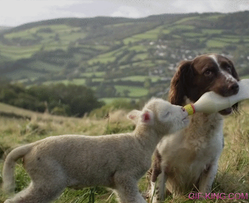 Dog gives a lamb a bottle