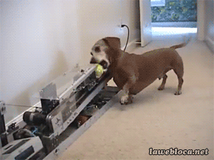 Automatic dog ball thrower