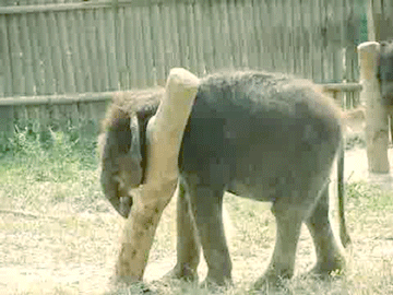 baby elephant fail