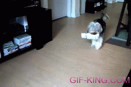 Excited Dog Carrying Newspaper