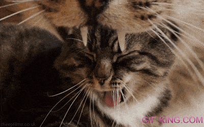 looping cat yawning