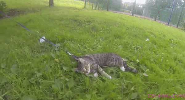 Cat For A Walk