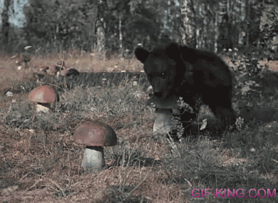 bear takes big mushroom