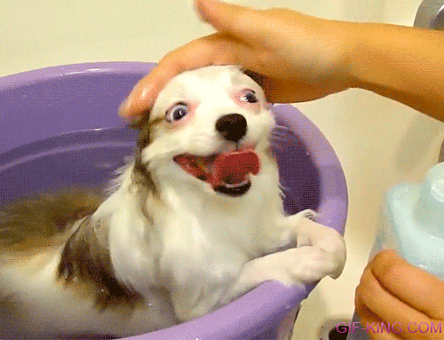 LOL Shampoo Dog Reaction