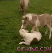 pony and dog play