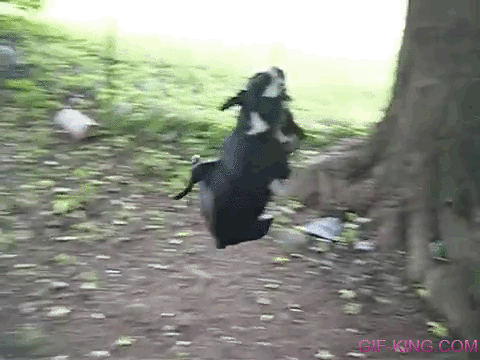 Three Boston Terriers on One Rope
