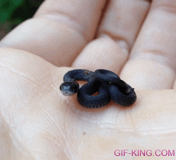 Cute Tiny Baby Snake