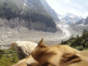 flying eagle point of view | Funny Animal Images
