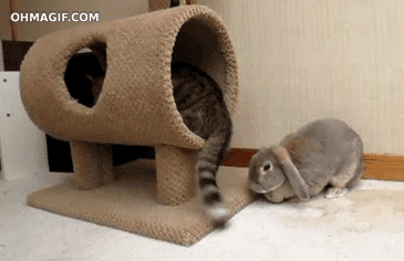 Cat smacks bunny with tail